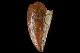 Raptor Tooth - Real Dinosaur Tooth #167181-1
